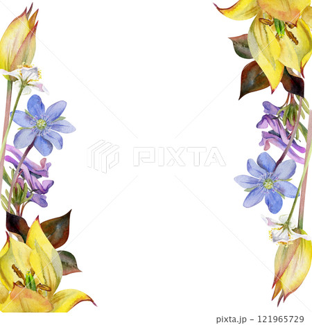 Spring flowers, white forest anemone, trout lily, yellow tulip, blue hepatica forget-me-not, purple corydalis hand drawn in watercolor. Border frame illustration for wedding, florist shop, stationery 121965729