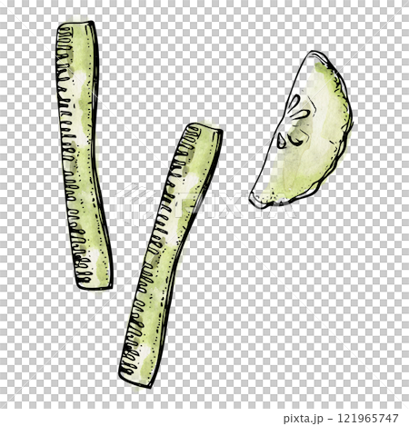 Green cucumber squash zucchini slice vegetable for diet and healthy lifestyle, salad vegan raw cooking. Illustration hand drawn in watercolor and ink for poster, recipe book, restaurant or cafe menu. 121965747