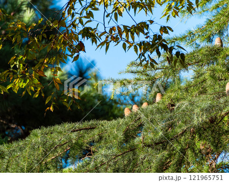 樹の上にちょこんと座る小人の様なヒマラヤシーダーの松ぼっくり 121965751
