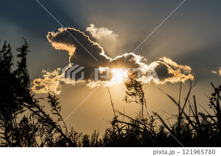 セイタカアワダチソウの草むらから見上げる夕日にかかる大きな雲 121965780