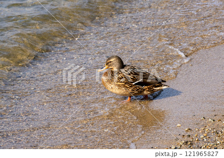 琵琶湖で冬を越す水鳥のクローズアップ 琵琶湖で冬を越す水鳥のクローズアップ 121965827