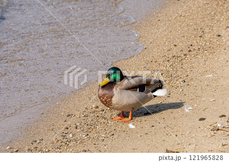 琵琶湖で冬を越す水鳥のクローズアップ 121965828