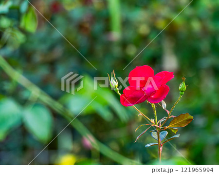 秋の美しい景色　カラフルに咲いた満開の秋バラ 121965994