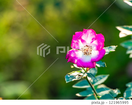 秋の美しい景色 カラフルに咲いた満開の秋バラ 秋の美しい景色 カラフルに咲いた満開の秋バラ 121965995