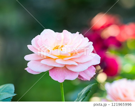 秋の美しい景色　カラフルに咲いた満開の秋バラ 121965996