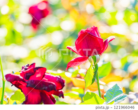 秋の美しい景色 カラフルに咲いた満開の秋バラ 秋の美しい景色 カラフルに咲いた満開の秋バラ 121966046
