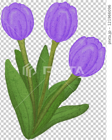 tulip coloring illustration 121966096