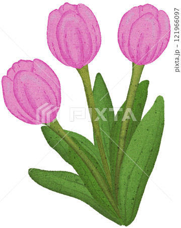 tulip coloring illustration 121966097