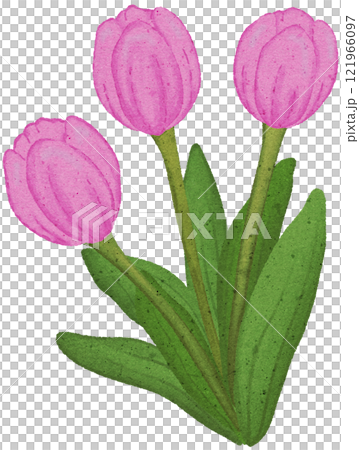 tulip coloring illustration 121966097