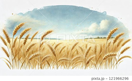 麦畑 麦畑 121966296