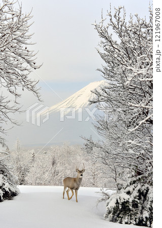 木の枝から見る冠雪した冠雪の山と鹿 121967008