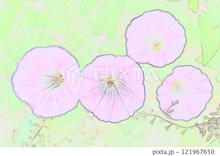 CG画像イラスト 日本では観賞植物ですが外来種のセイヨウヒルガオ 121967650