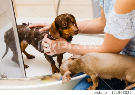 Woman showering her dog Woman showering her dog 121968029