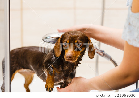 Woman showering her dog Woman showering her dog 121968030