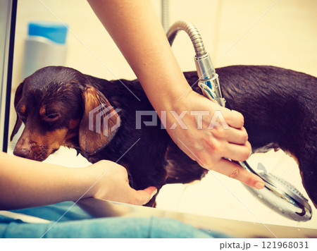 Woman showering her dog Woman showering her dog 121968031