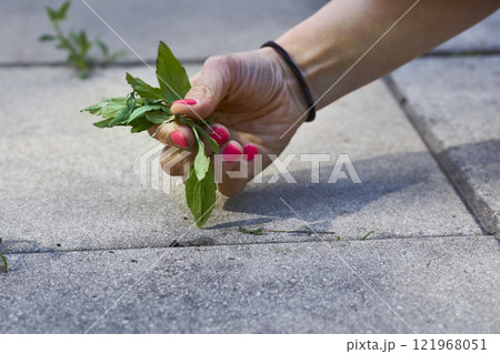 A woman's hand with a red manicure pulls weeds out of the yard concrete slabs 121968051