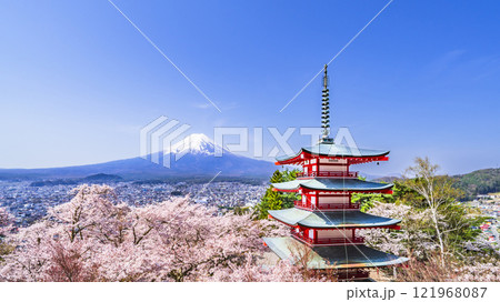 青空広がる新倉山浅間公園の春景色 富士山と忠霊塔と満開の桜【山梨県・富士吉田市】 青空広がる新倉山浅間公園の春景色 富士山と忠霊塔と満開の桜【山梨県・富士吉田市】 121968087