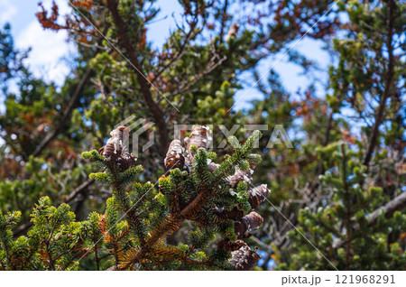 ヒマラヤスギの白い脂が出る球果 ヒマラヤスギの白い脂が出る球果 121968291