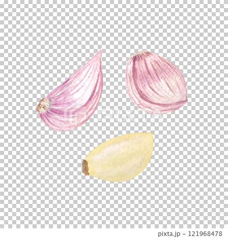 Garlic cloves clean and in a purple peel watercolor set isolated on white. High quality illustration. Hand painted garden herb great for packages, cook books, oil bottles, recipes, cards decor design Garlic cloves clean and in a purple peel watercolor set isolated on white. High quality illustration. Hand painted garden herb great for packages, cook books, oil bottles, recipes, cards decor design 121968478