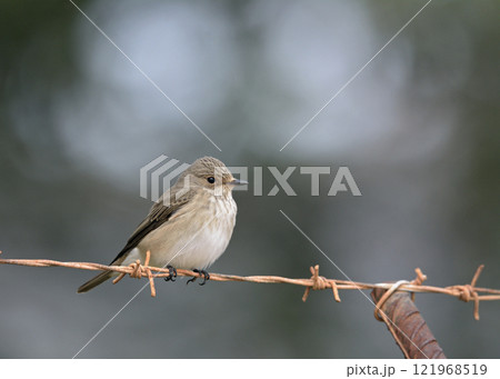 European Pied Flycatcher - Ficedula hypoleuca, Crete 121968519
