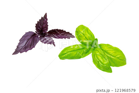 Basil leaf, close up. Basil herb Basil leaf, close up. Basil herb 121968579