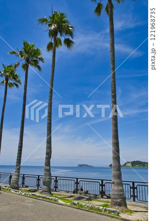 【逗子市】逗子マリーナのヤシ並木 【逗子市】逗子マリーナのヤシ並木 121968735