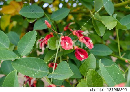 アメリカデイゴの赤い花と緑の葉 121968806