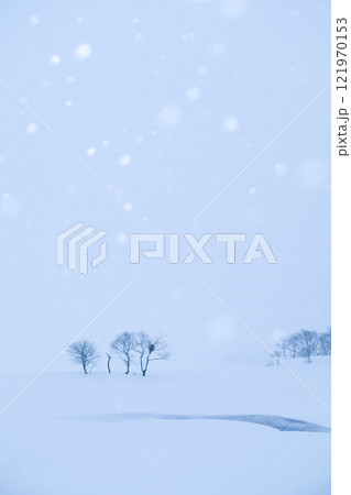 雪原と木立 雪原と木立 121970153