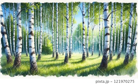 夏・白樺の林のイラスト素材 [121970275] - PIXTA