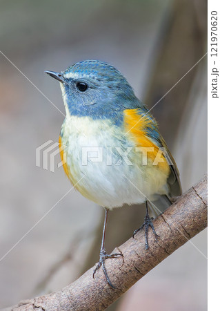 癒される鳥、ルリビタキ、縦位置 121970620