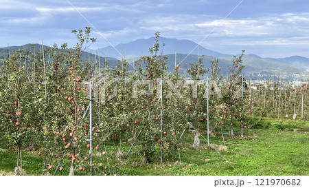 長野県 飯綱高原のリンゴ畑 長野県 飯綱高原のリンゴ畑 121970682