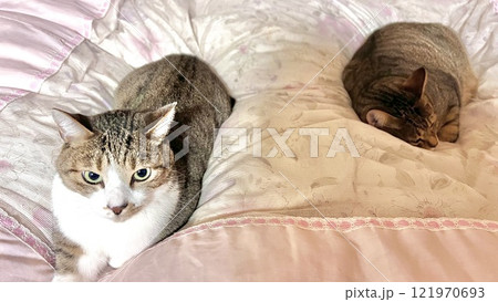 【保護猫】布団の上でくつろぐ4歳のサバトラ猫とキジトラ猫 121970693