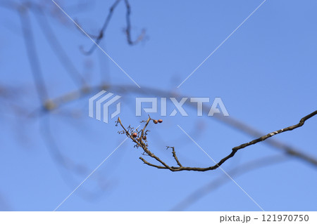 Purple Beautyberry 121970750