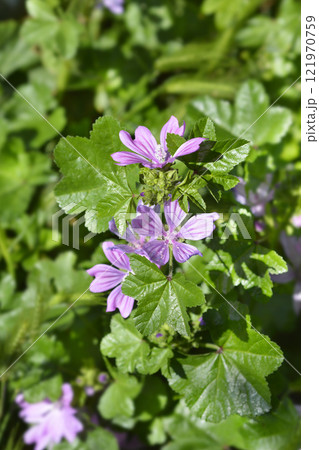Common mallow 121970759