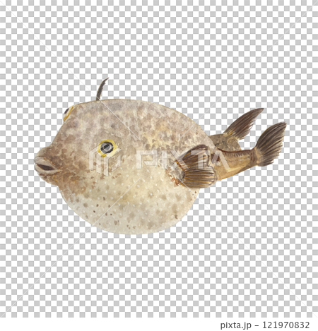 Puffer fish watercolor illustration isolated on white. High quality hand drawn sea creature clip art perfect for blog posts, posters, cards, notebooks, oceanarium, menu, kitchen decor and design. Fugu 121970832