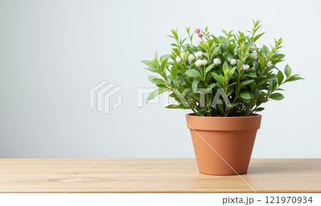 Henna Plant (Lawsonia inermis) Shrub with small white or pink flowers and aromatic green leaves. Known for its use in 121970934
