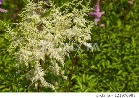 Decorative white flower Astilbe japonica, Hotea Barbata.Summer garden Decorative white flower Astilbe japonica, Hotea Barbata.Summer garden 121970995