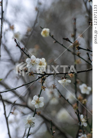 花 フラワー お花 121971133