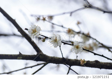 花 フラワー お花 121971151