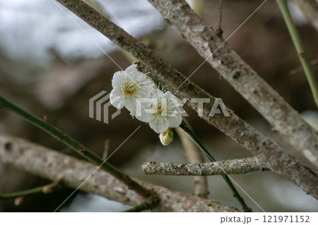 花 フラワー お花 121971152