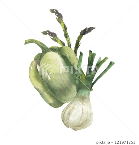 Green vegetables composition with sweet pepper, onion shallot and asparagus branches watercolor illustration. Hand drawn organic vegan food clipart for grocery shop, food market label, logo design. 121971253