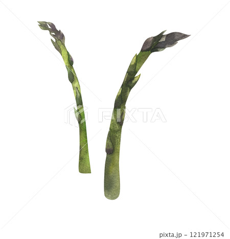 Organic green asparagus watercolor illustration. Hand drawn organic salad elements, healthy tasty vegan clipart for grocery shop, vegetarian menu design. 121971254