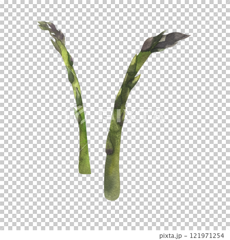 Organic green asparagus watercolor illustration. Hand drawn organic salad elements, healthy tasty vegan clipart for grocery shop, vegetarian menu design. 121971254