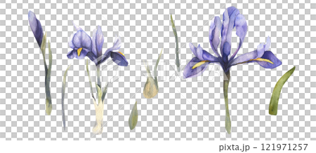 Spring violet flowers watercolor illustration. Isolated floral elements, bulbous botanical clipart for wedding, mother's day greeting card, poster, invitation design 121971257