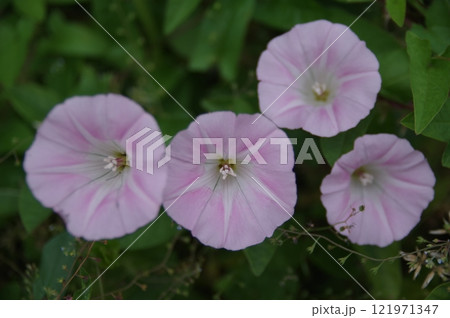 日本では観賞植物として扱われますが元々は外来種で雑草扱いされる西洋ヒルガオ 121971347