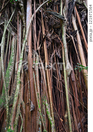 Vines tightly wrap around trees in the rainforest of Mahe Island, Seychelles 121971564