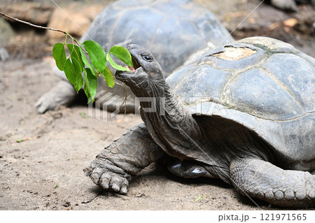 Giant turtle eats a green leaf Giant turtle eats a green leaf 121971565