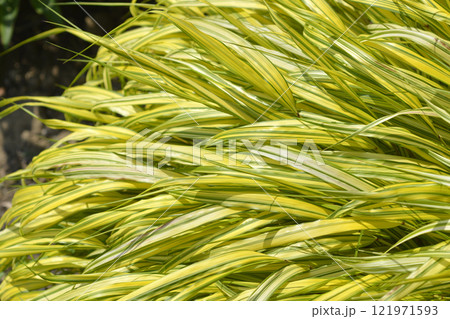 Hakone grass Aureola 121971593