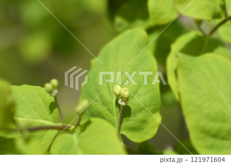 Morows honeysuckle 121971604