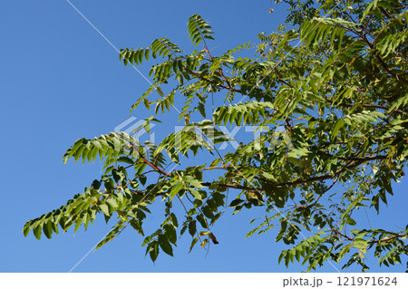 Tree of heaven 121971624